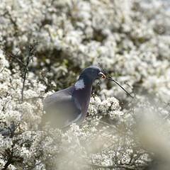 gołąb z gałązkami w dziobie buduje gniazdo © agnieszkalll