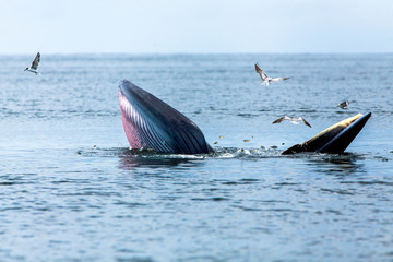 Bryde's whale, Eden's whale, Eating fish at gulf of Thailand.