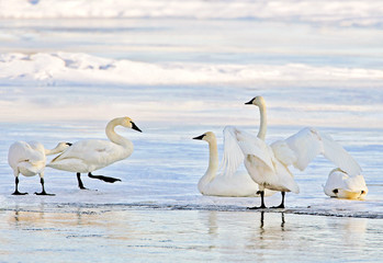 Trumpeter Swans, resting on river Ice on the way north to summer breeding place.