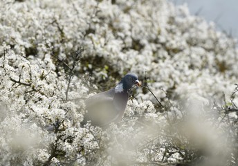 gołąb grzywacz zbiera patyki na gniazdo w tle kwitnące drzewo © agnieszkalll