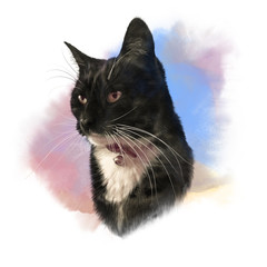 Cute black cat with white breast and mustache. Portrait of pet. Realistic drawing of a cat on watercolor background. Good for print T-shirt. Hand painted illustration. Watercolor animal art collection