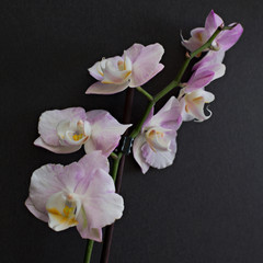 Fototapeta na wymiar orchid pink delicate on a black background