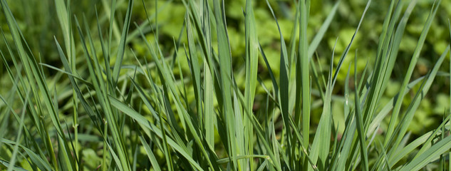 Green grass natural background. Green grass in a sunny summer day texture and background. Detailed close up macro bright colorful vital vibrant happiness.