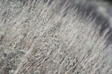 Flower of grass. Grass on the roadside in the  Soft focus of grass