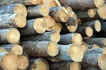Pine round timber