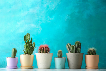 Beautiful cactuses in pots on table against color background