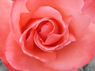 Bonita Rosa Roja Rosada