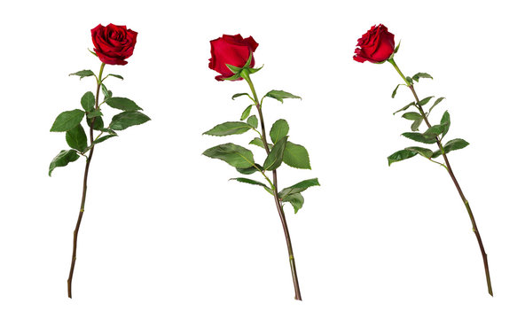 Set of three beautiful vivid red roses on long stems with green leaves isolated on white background. One flower shot at different angles
