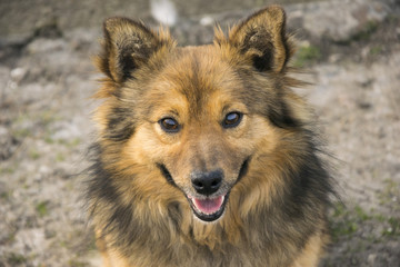 Beautiful brown and black dog looking at camera
