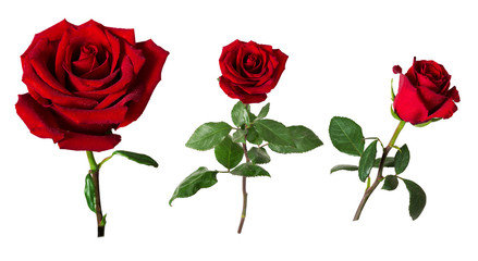 Set of three beautiful vivid red roses on stems with green leaves isolated on white background. Water drops on flower's petals.