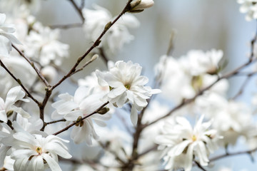 White magnolia blossom in the city park on spring sunny day