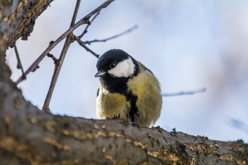 Great tit (Parus major) on a branch in the city park on spring sunny day