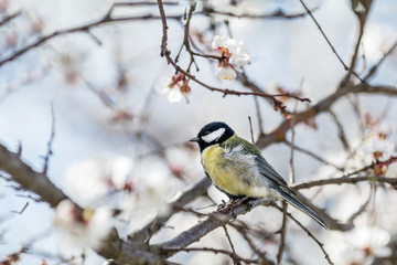 Great tit (Parus major) on a white apricot tree blossom branch