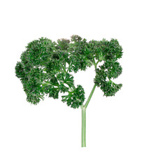 Fototapeta premium parsley isolated on a white background