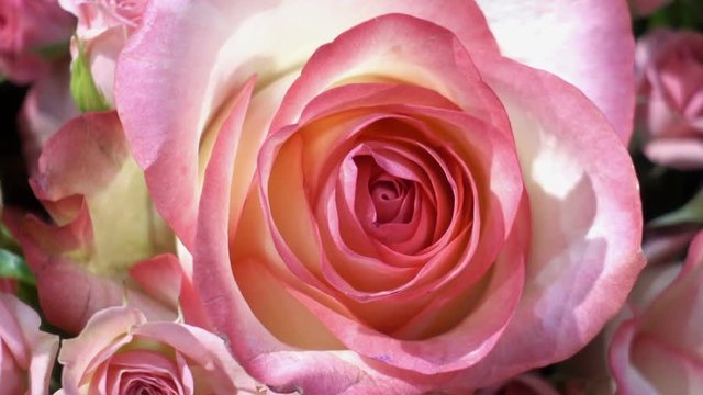 Blooming bush of roses. Close-up of beautiful pink flowers. HD video