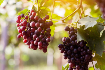 Vineyards at sunset in autumn harvest. Ripe grapes in fall.