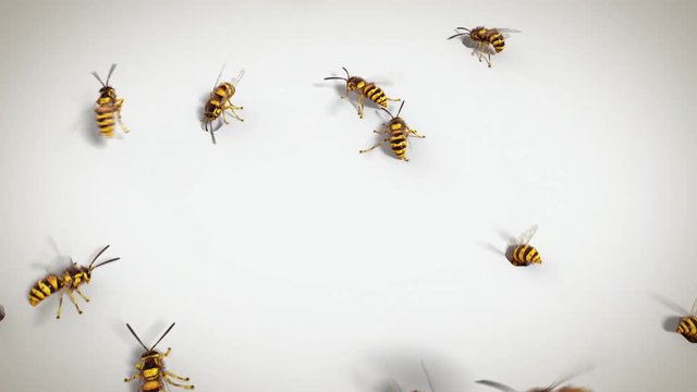 Wasps on the white background, looping animation
