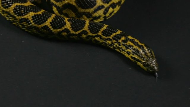 Crawling in knot anaconda on black background