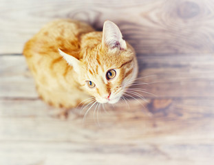Beautiful red kitten  on a wooden surface close up, top view