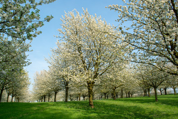 Cherry tree blossom, spring season in fruit orchards in Haspengouw agricultural region in Belgium, landscape