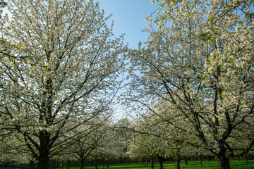Cherry tree blossom, spring season in fruit orchards in Haspengouw agricultural region in Belgium, landscape