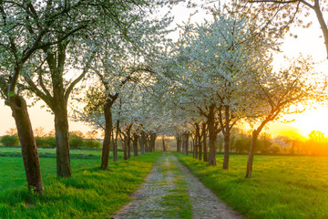 Obstbaum Weg im Frühling	