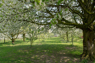 Cherry tree blossom, spring season in fruit orchards in Haspengouw agricultural region in Belgium, landscape