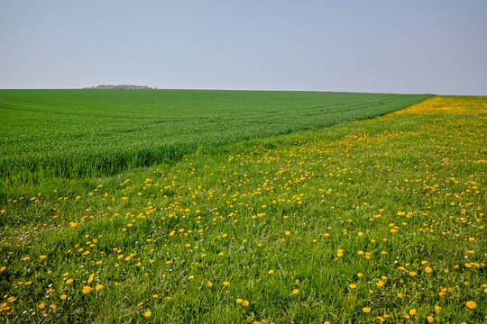 Spring fields panorama landscape with fresh green grass and buttercup yellow flowers © barmalini