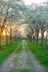 Fototapeta na wymiar Fruit Tree Orchard In Spring 