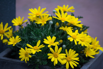 Yellow Daisy Flower Blooming in a Planter At a House