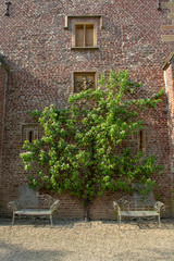 Fototapeta na wymiar Wall of old castle with 2 iron benches and klimbing big pear tree, landscape design gardens