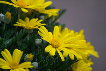 Yellow Daisy Flower Blooming in a Planter At a House