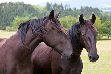 Portrait of nice black kladrubian horses