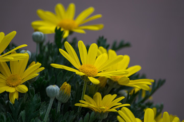 Yellow Daisy Flower Blooming in a Planter At a House