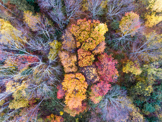 Fototapeta na wymiar Fall Foliage from a Drone