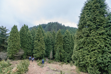 Forest of green cypresses