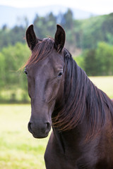 Naklejka premium Portrait of nice black kladrubian horse