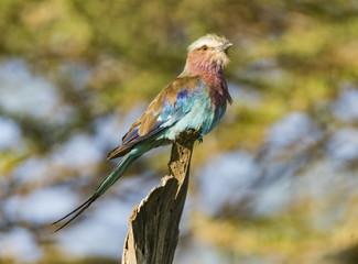 Lilac Breasted roller on Bug Watch #2 - A Lilac Breasted Roller bird watches and waits for insects, its main food source. Ntudu, Ngorongoro Conservation Area, Tanzania, Africa