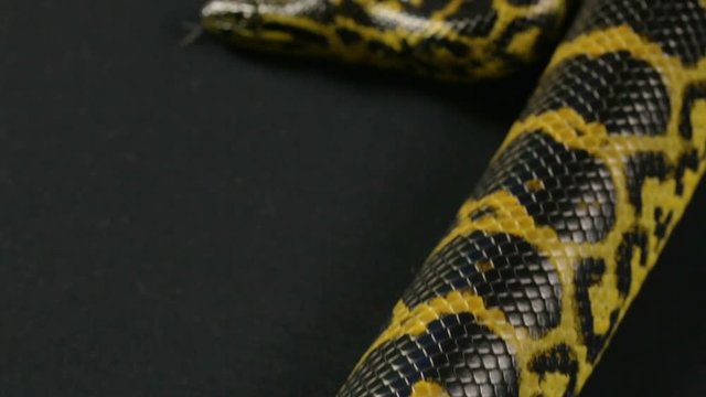Crawling pet yellow anaconda
