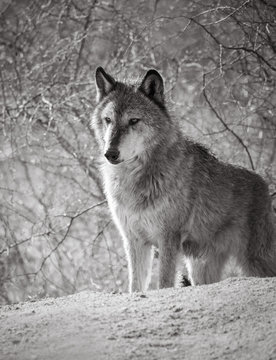 Black and white portrait of a gray wolf