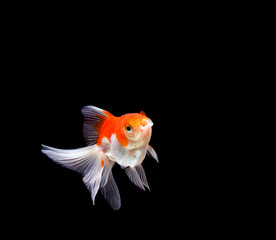 goldfish isolated on a dark black background