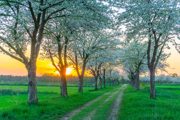 Obstbaum Weg im Frühling