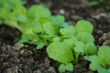 salad seedlings in fertile soil