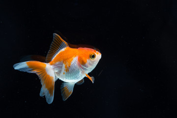 goldfish isolated on a dark black background