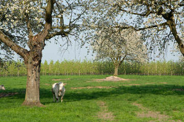 Belgian Blue cow, very big special beef cattle with double-muscling lean on farm in springtime
