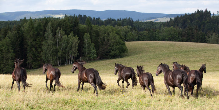 Running herd of black kladrubian horses