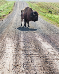 Wild buffalo blocking the road - 201778177