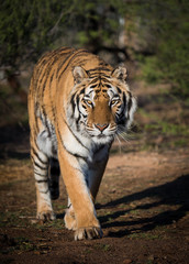 Fototapeta na wymiar Tiger walking down a path