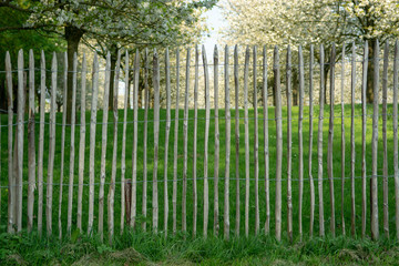 Old wooden fence protect cherry trees orchard