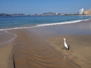 Panoramic view with white egret bird stands on sandy beach at bay of ACAPULCO city in Mexico and...